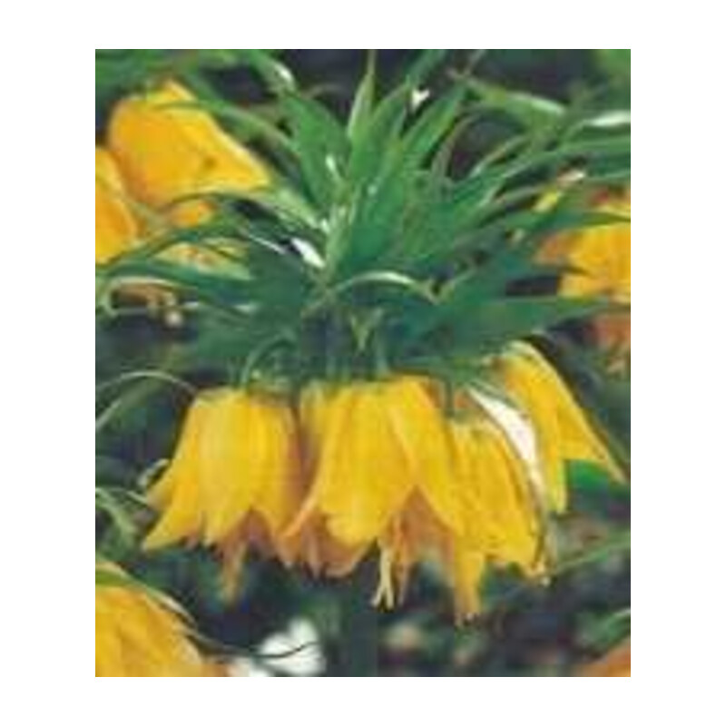 Szachownica fritillaria żółta korona cesarska 1