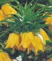 Szachownica fritillaria żółta korona cesarska 1