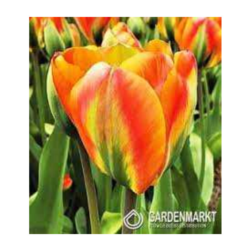 Tulipa Orange Marmelade Tulipan 'Orange Marmelade' 5 szt.