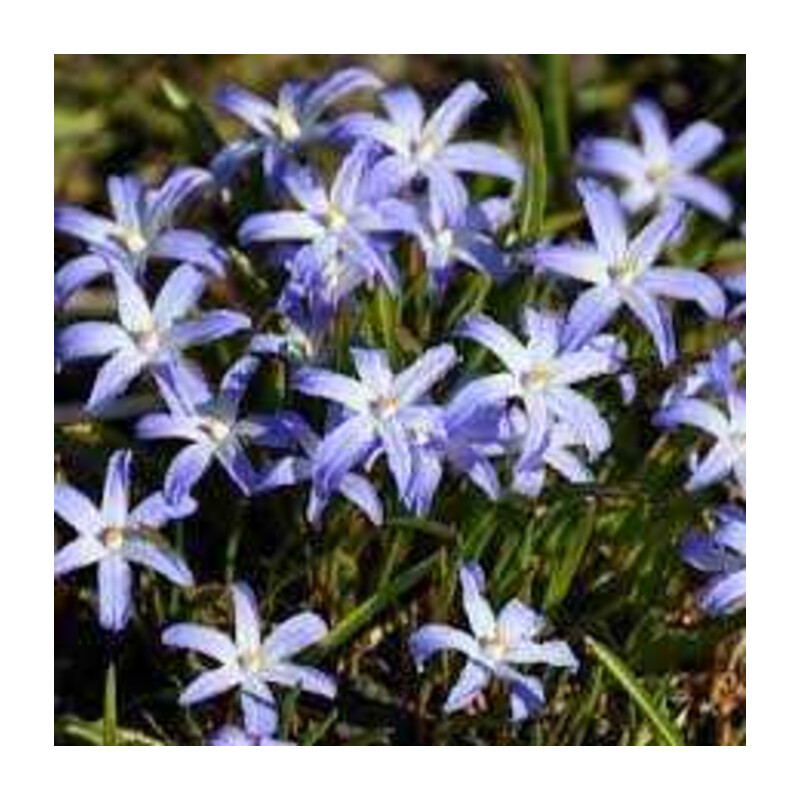 Śnieżnik lśniący 'Violet Beauty' 5 szt. – Chionodoxa luciliae Violet Beauty