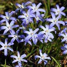 Śnieżnik lśniący 'Violet Beauty' 5 szt. – Chionodoxa luciliae Violet Beauty