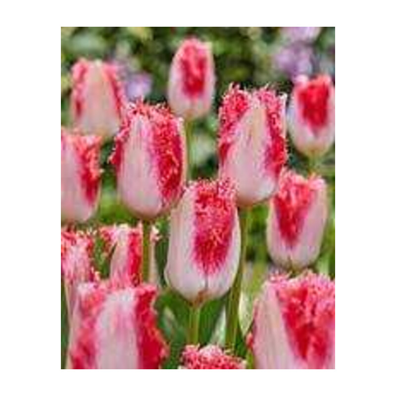 Tulipa Sweet Simone Tulipan 'Sweet Simone' 5 szt.