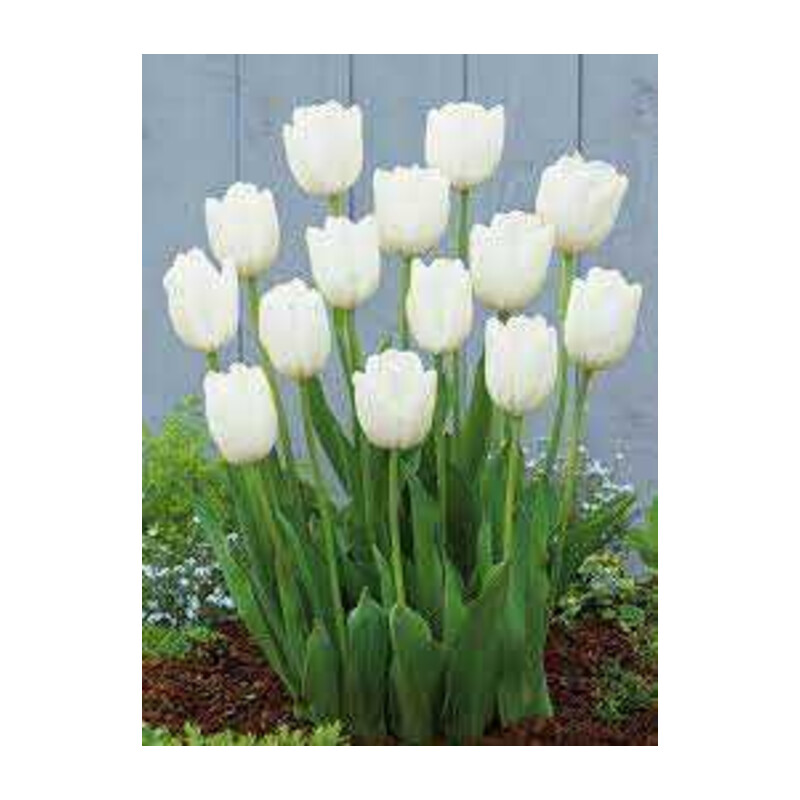 Tulipa Hakuun Tulipan 'Hakuun' 5 szt.