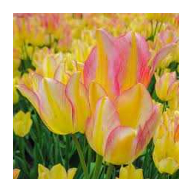 Tulipa Antoinette Tulipan 'Antoinette'5 szt.