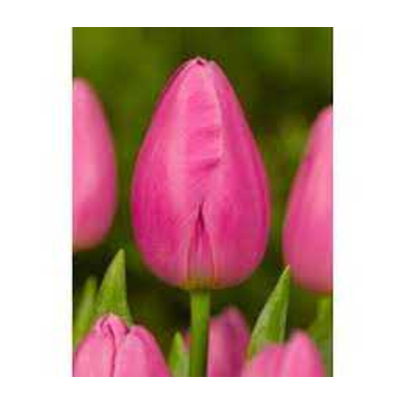 Tulipa Jumbo Pink Tulipan 'Jumbo Pink'5 szt.