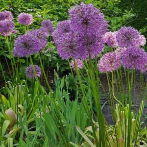 Czosnek 'Mars' – Allium Mars