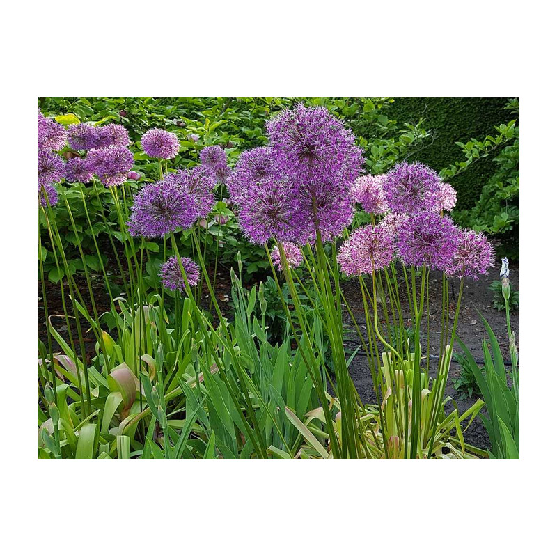 Czosnek 'Mars' – Allium Mars