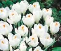 Krokus wiosenny Jeanne D'arc biały 5 szt.