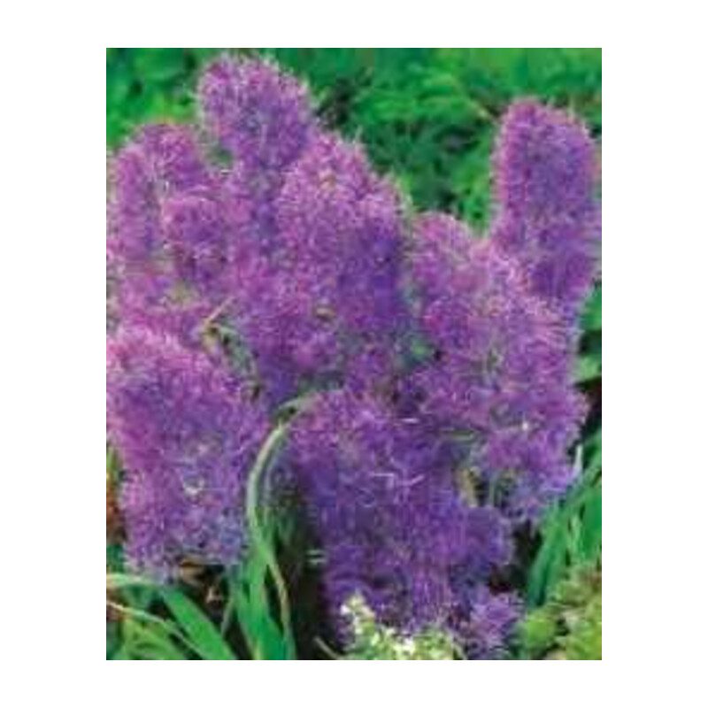 Szafirek Plumosum fioletowy 2 szt.