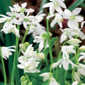 Cebulica hiszpańska biała 5 szt. – Scilla campanulata