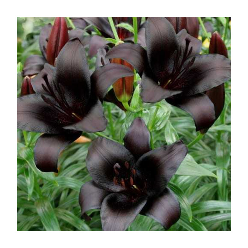 Lilia 'Nightrider'5 szt. – Lilium Nightrider