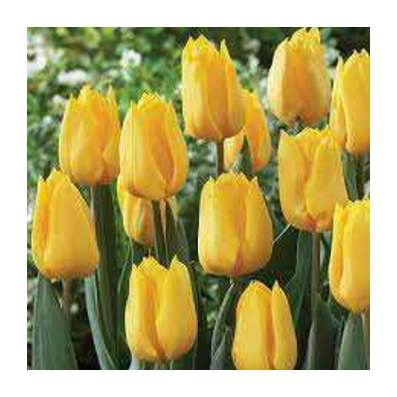 Tulipa Yellow Flight Tulipan 'Yellow Flight' 5 szt.