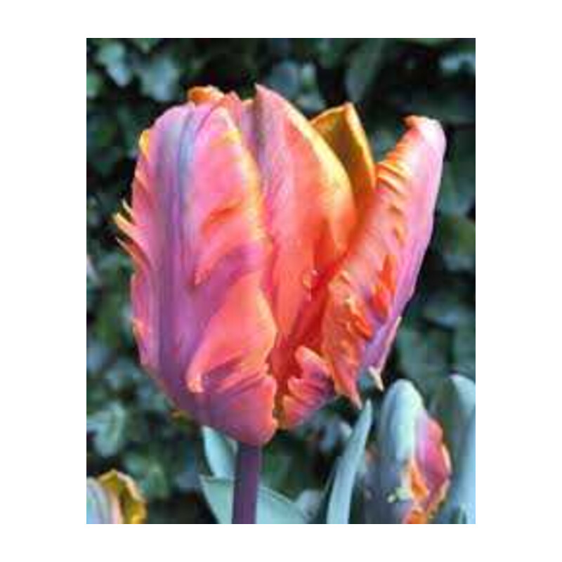 Tulipa Irene Parrot Tulipan 'Irene Parrot 5 szt.