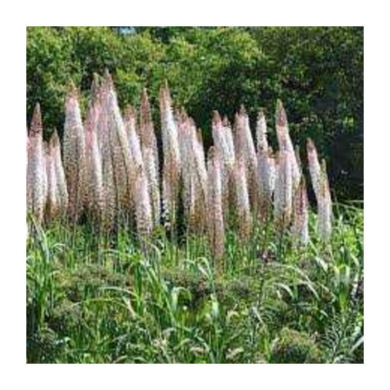 Pustynnik olbrzymi – Eremurus robustus
