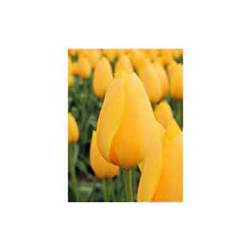 Tulipa Muscadet Tulipan 'Muscadet'5 szt.