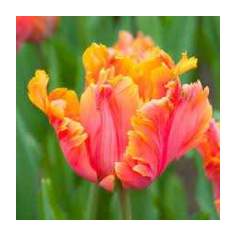 Tulipa Amazing Parrot Tulipan 'Amazing Parrot' 5 szt.