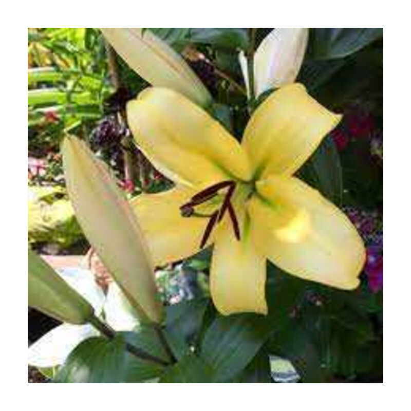 Lilia 'Honeymoon' – Lilium Honeymoon