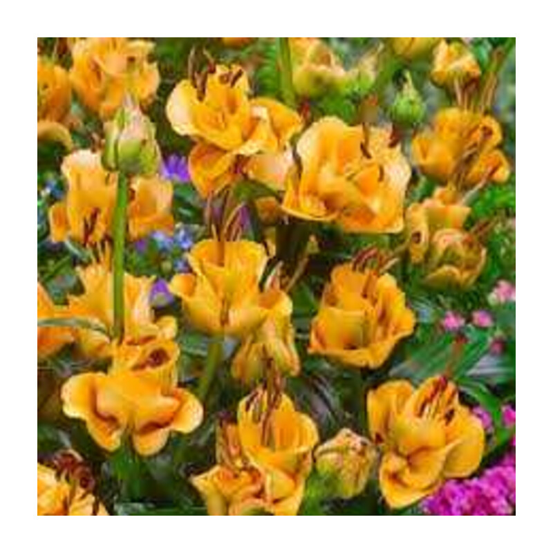 Lilia 'Apricot Fudge' – Lilium Apricot Fudge