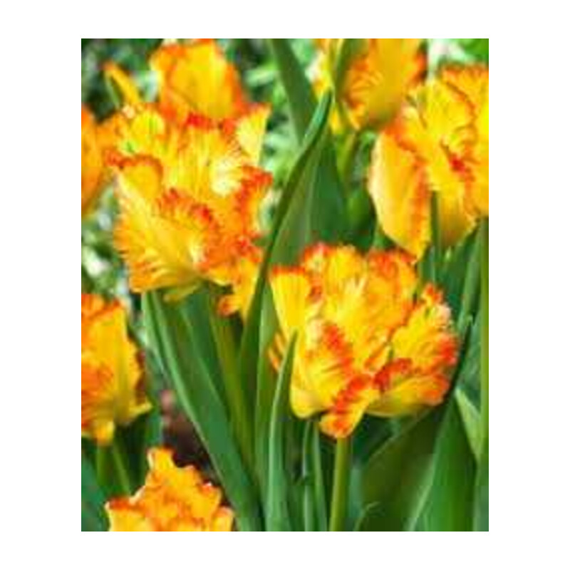 Tulipa Caribbean Parrot Tulipan 'Caribbean Parrot'5 szt.