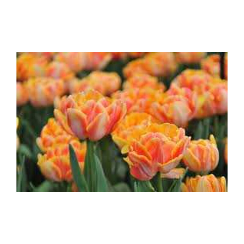 Tulipa Foxy Foxtrot Tulipan 'Foxy Foxtrot'5 szt.