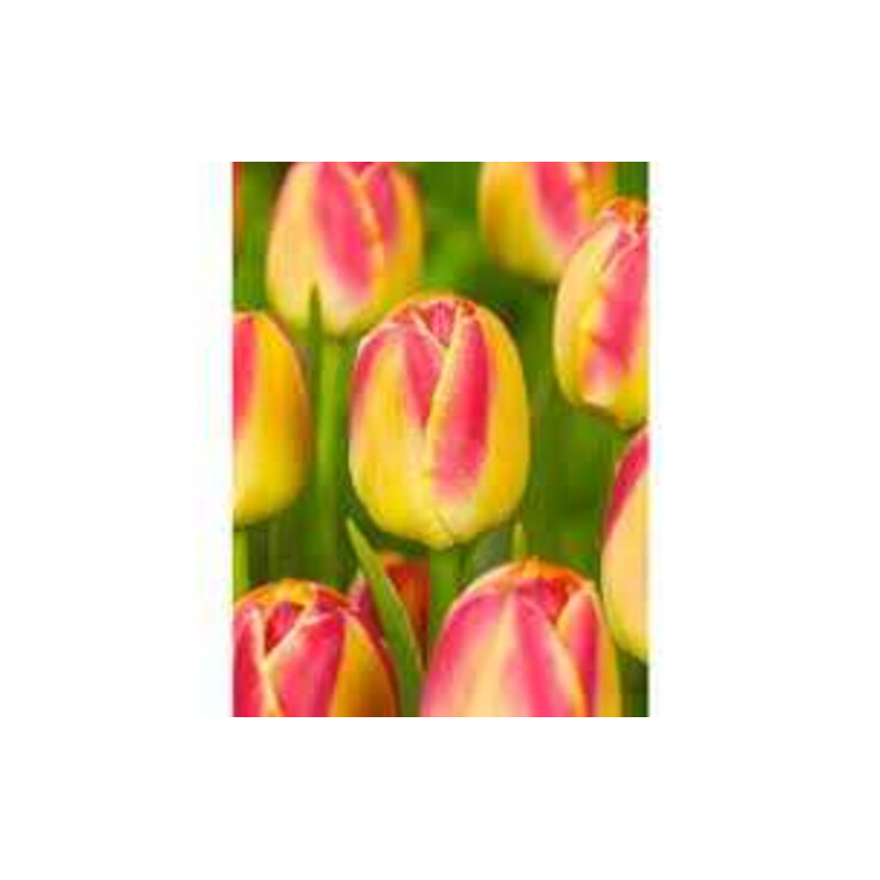 Tulipa Golden Dynasty Tulipan 'Golden Dynasty'5 szt.