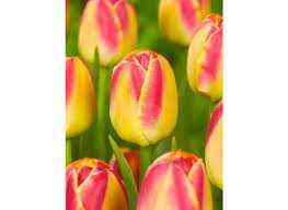 Tulipa Golden Dynasty Tulipan 'Golden Dynasty'5 szt.