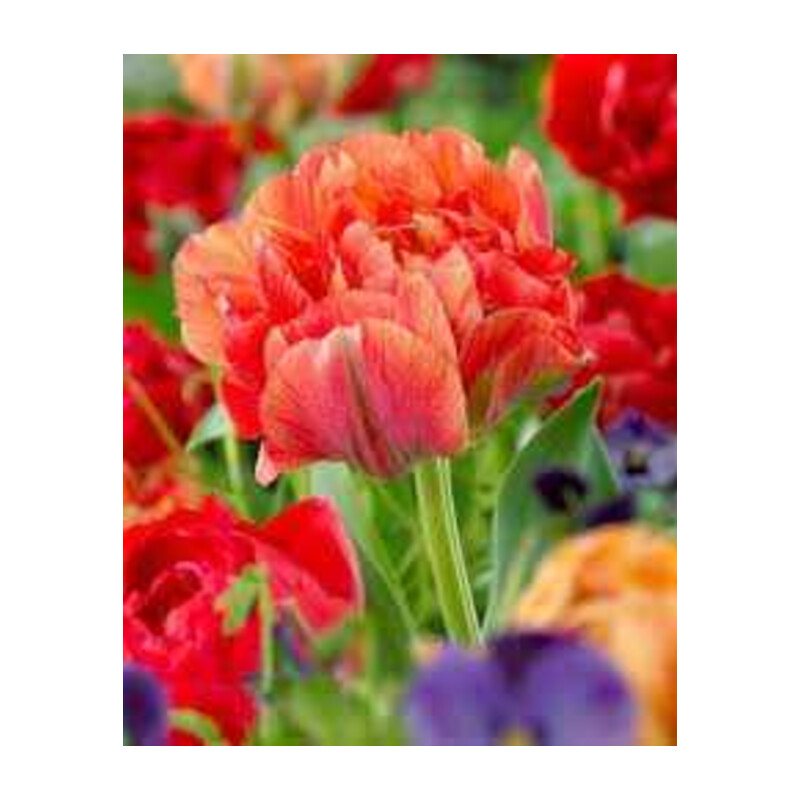 Tulipa Gudoshnik Double Tulipan 'Gudoshnik Double' 5 szt.