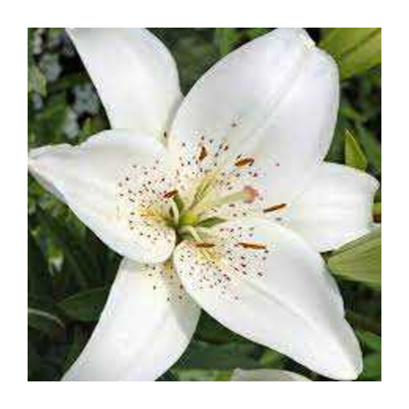 Lilia 'White Tiger' 5 szt. – Lilium White Tiger