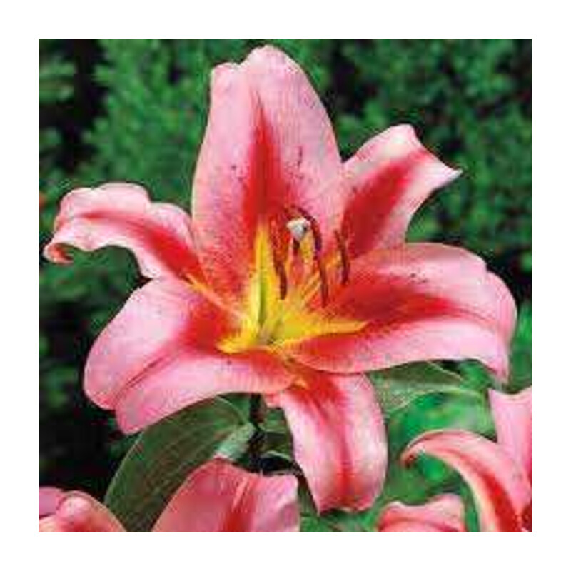 Lilia 'Olympic Torch' – Lilium Olympic Torch