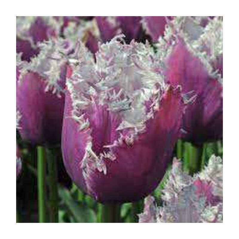 Tulipa Cummins Tulipan 'Cummins' 5 szt.
