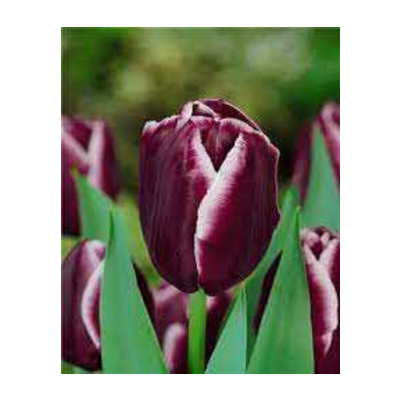 Tulipa Jackpot Tulipan 'Jackpot' 5 szt.