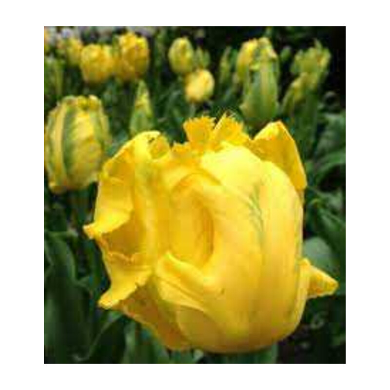 Tulipa Texas Gold Tulipan 'Texas Gold' 5 szt.