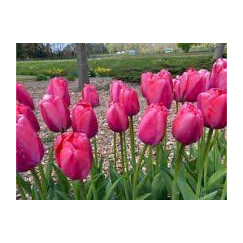 Tulipa Pink Pride Tulipan 'Pink Pride' 5 szt.