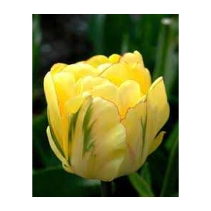 Tulipa Akebono Tulipan 'Akebono' 5 szt.