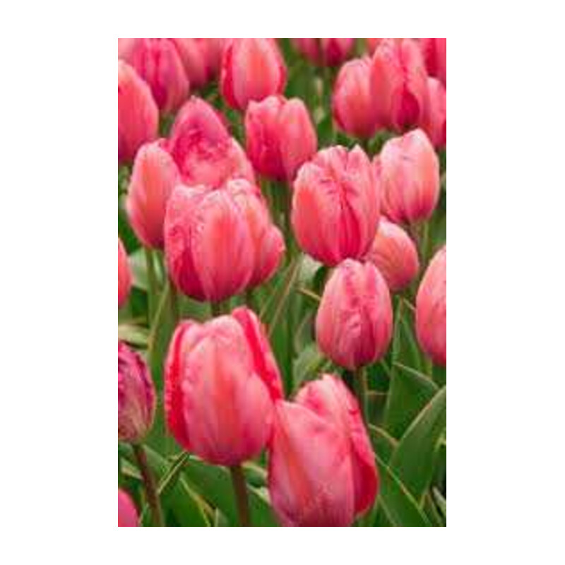 Tulipa Design Impression Tulipan 'Design Impression' 5 szt.