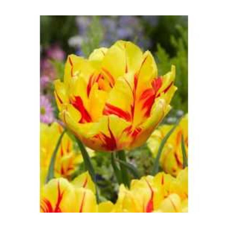 Tulipa Monsella Tulipan 'Monsella' 5 szt.