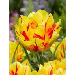 Tulipa Monsella Tulipan 'Monsella' 5 szt.