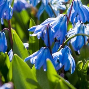 Cebulica Syberyjska 5 szt. – Scilla sibirica