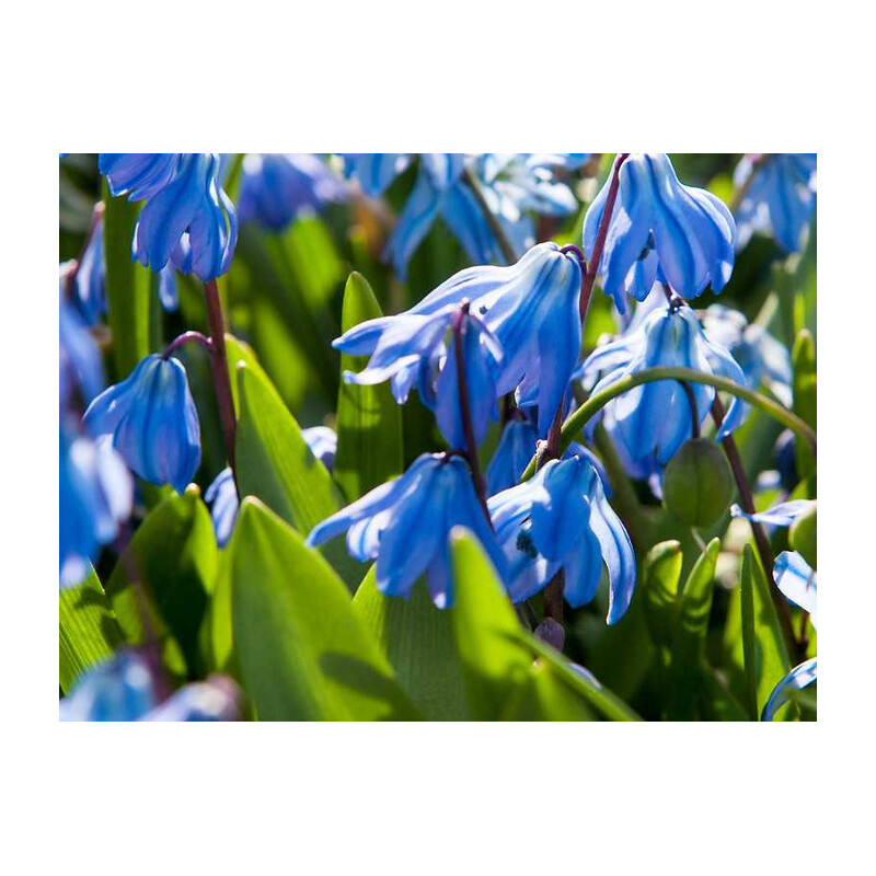 Cebulica Syberyjska 5 szt. – Scilla sibirica