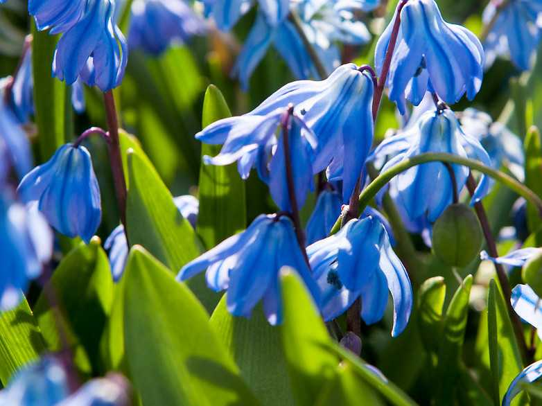 Cebulica Syberyjska 5 szt. – Scilla sibirica