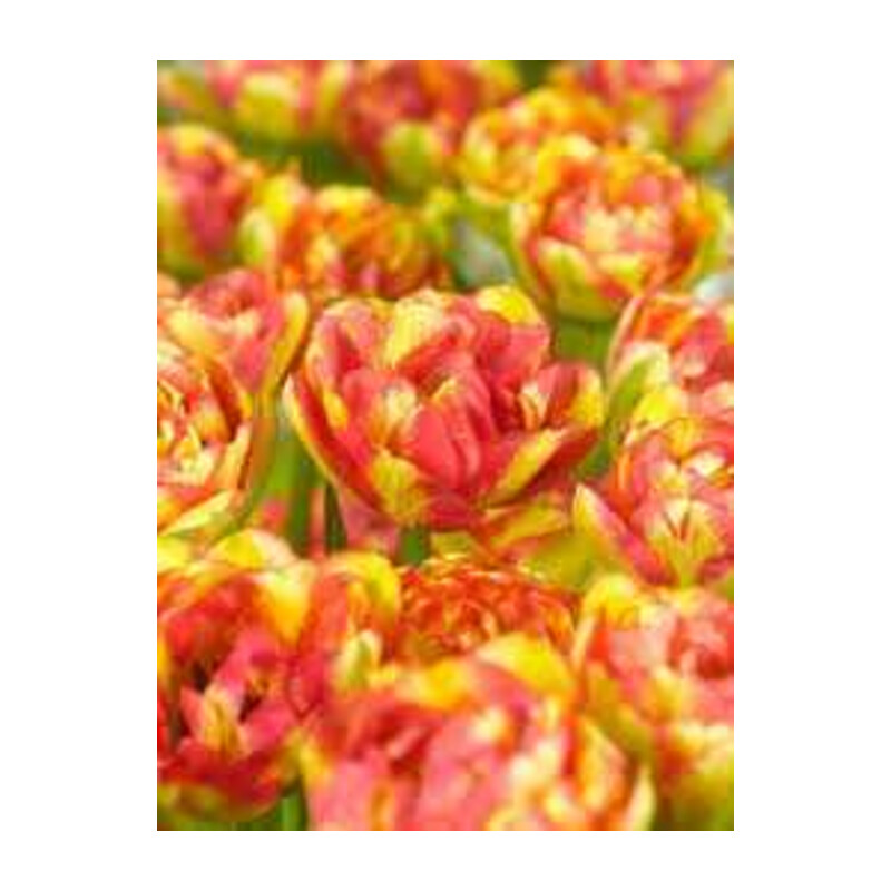 Tulipa Sundowner Tulipan 'Sundowner' 5 szt.