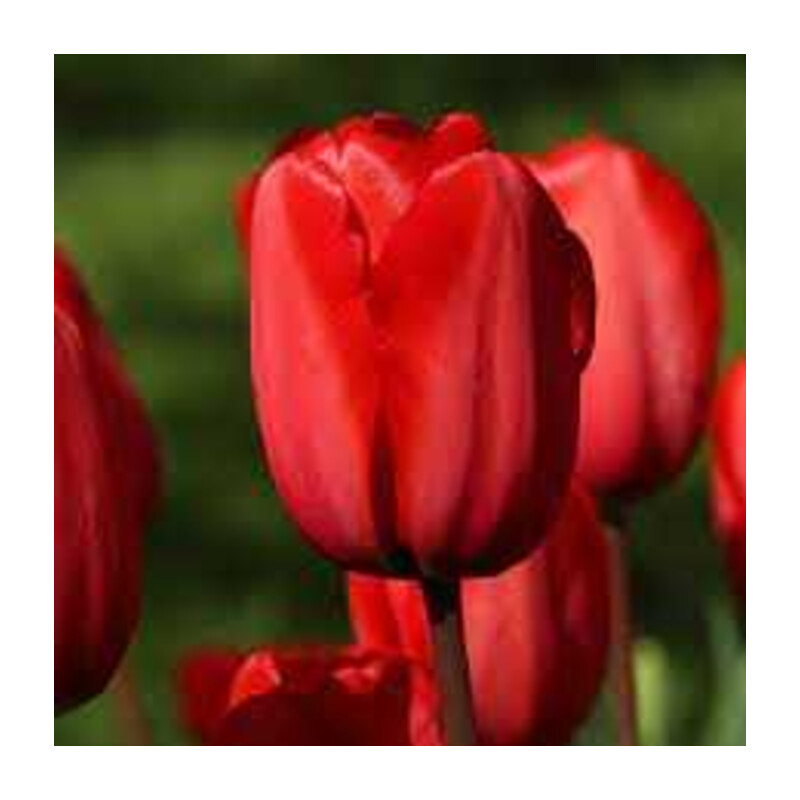 Tulipa Red Impression Tulipan 'Red Impression 5 szt.