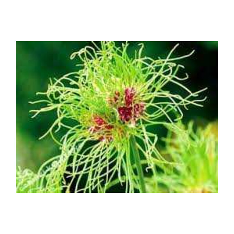 Czosnek 'Hair' 5 szt. – Allium Hair