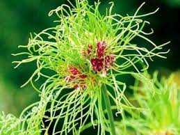 Czosnek 'Hair' 5 szt. – Allium Hair