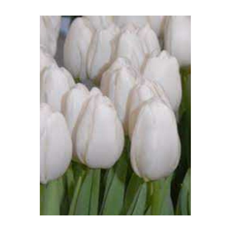 Tulipa White Dynasty Tulipan 'White Dynasty' 5 szt.