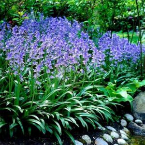 Cebulica hiszpańska niebieska 5 szt. – Scilla campanulata