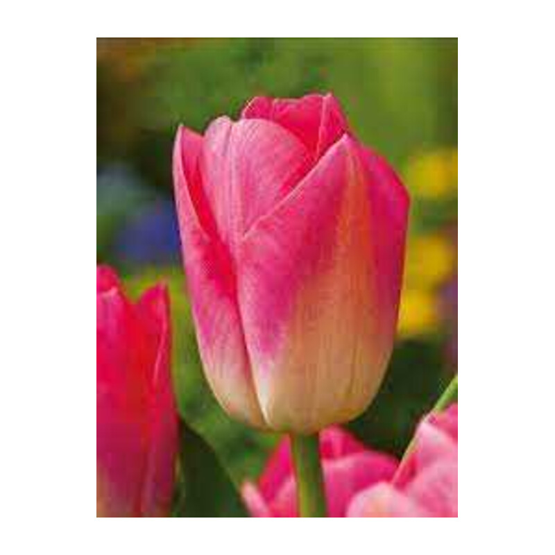 Tulipa Tom Pouce Tulipan 'Tom Pouce'5 szt.