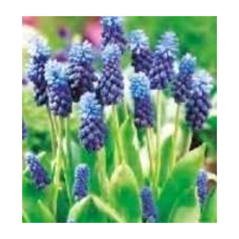 Szafirek Latifolium niebiesko fioletowy 2 szt.