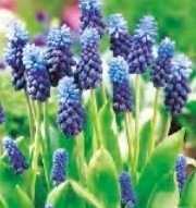 Szafirek Latifolium niebiesko fioletowy 2 szt.
