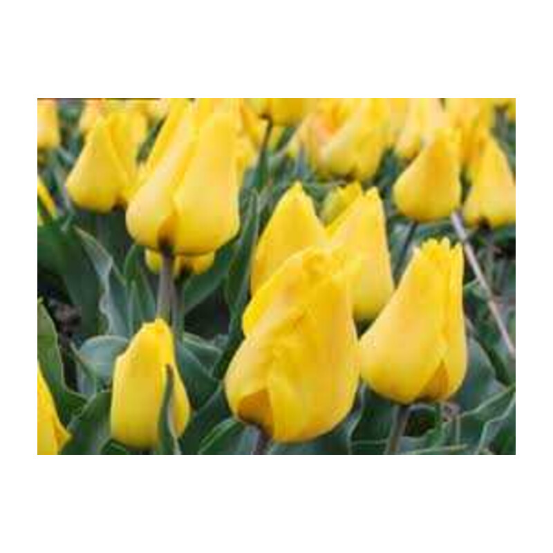 Tulipa Gold West Tulipan 'Gold West' 5 szt.